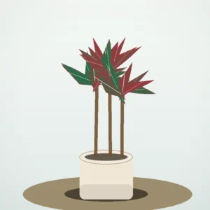 Flori de Cameră Dracaena Marginata Slim Office - imagine 2