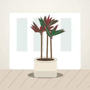 Flori de Cameră Dracaena Marginata Slim Office - imagine 3