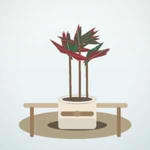 Flori de Cameră Dracaena Marginata Slim Office - imagine 4
