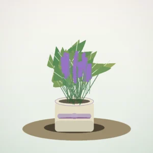 Flori de Cameră Lavandă Relax Pot - imagine 1