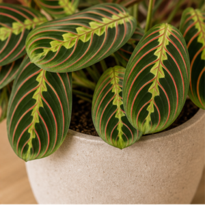 Flori de Cameră Maranta Prayer Plant - imagine 2