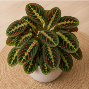 Flori de Cameră Maranta Prayer Plant - imagine 4