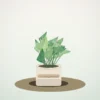 Flori de Cameră Maranta Prayer Plant - imagine 1