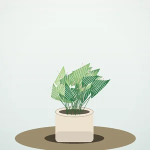 Flori de Cameră Maranta Prayer Plant - imagine 2