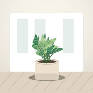Flori de Cameră Maranta Prayer Plant - imagine 3