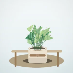 Flori de Cameră Maranta Prayer Plant - imagine 4