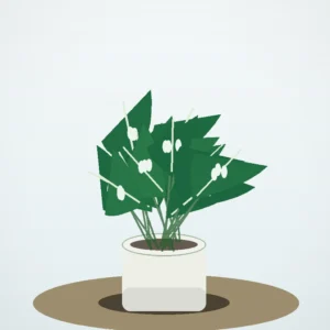 Flori de Cameră Monstera Deliciosa Urban Jungle - imagine 2