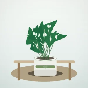 Flori de Cameră Monstera Deliciosa Urban Jungle - imagine 4