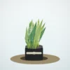 Flori de Cameră Sansevieria Air Purifier - imagine 1