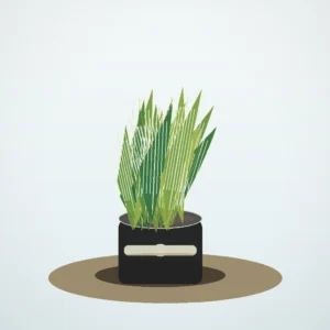 Flori de Cameră Sansevieria Air Purifier - imagine 1