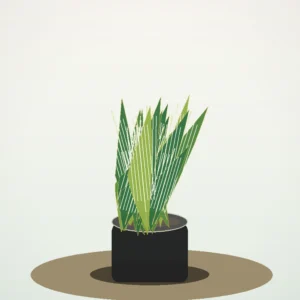 Flori de Cameră Sansevieria Air Purifier - imagine 2