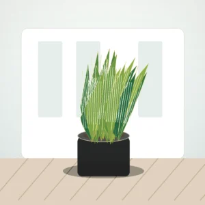 Flori de Cameră Sansevieria Air Purifier - imagine 3