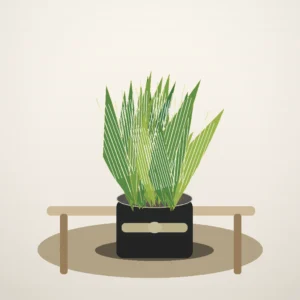 Flori de Cameră Sansevieria Air Purifier - imagine 4
