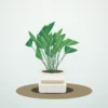 Flori de Cameră Schefflera Mini Tree - imagine 1