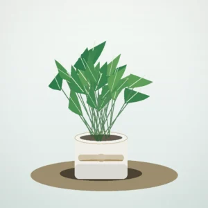 Flori de Cameră Schefflera Mini Tree - imagine 1
