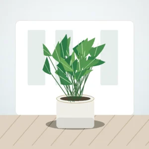 Flori de Cameră Schefflera Mini Tree - imagine 3