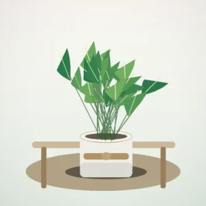 Flori de Cameră Schefflera Mini Tree - imagine 4