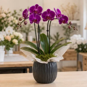 Ghiveci Orhidee mov imperial in vas ceramic - poza 1