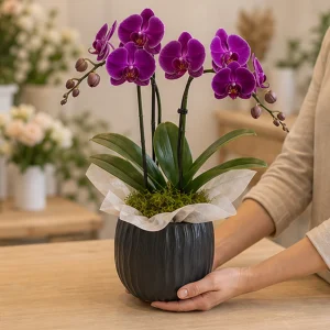 Ghiveci Orhidee mov imperial in vas ceramic - poza 3