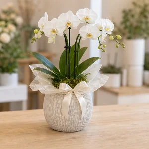 Ghiveci Orhidee Phalaenopsis alba premium - poza 4
