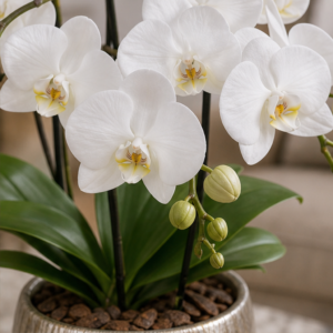 Orhidee Phalaenopsis Albă în Vas Premium - imagine 2