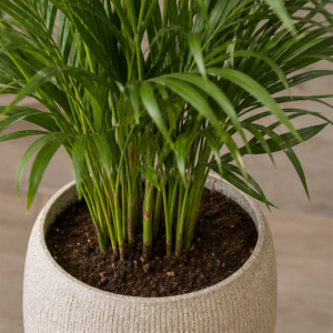Palmier Areca în Ghiveci Decorativ Mare - imagine 2