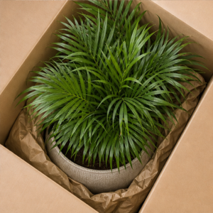 Palmier Areca în Ghiveci Decorativ Mare - imagine 4