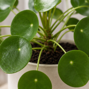 Pilea Peperomioides în Ghiveci Minimalist - imagine 2