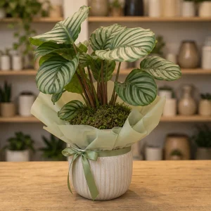 Plante De Apartament Cu Frunze Mari Calathea Orbifolia Premium - poza 3