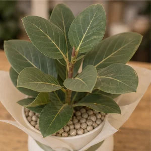 Plante De Apartament Cu Frunze Mari Ficus Audrey Premium - poza 2