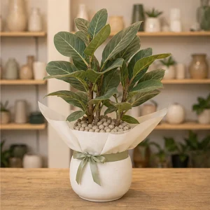 Plante De Apartament Cu Frunze Mari Ficus Audrey Premium - poza 3