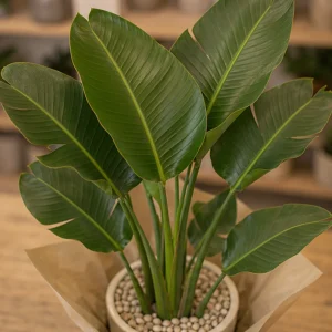 Plante De Apartament Cu Frunze Mari Strelitzia Nicolai Statement - poza 2