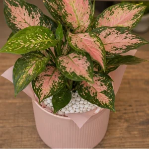 Plante De Interior Aglaonema Soft Pink - poza 2