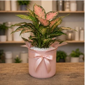 Plante De Interior Aglaonema Soft Pink - poza 3