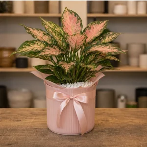 Plante De Interior Aglaonema Soft Pink - poza 4