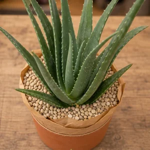 Plante De Interior Aloe Vera Wellness Pot - poza 2