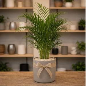Plante De Interior Areca Lounge Palm - poza 1
