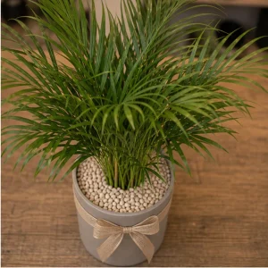 Plante De Interior Areca Lounge Palm - poza 2