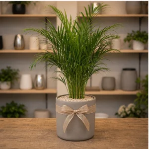 Plante De Interior Areca Lounge Palm - poza 3
