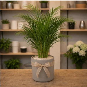 Plante De Interior Areca Lounge Palm - poza 4