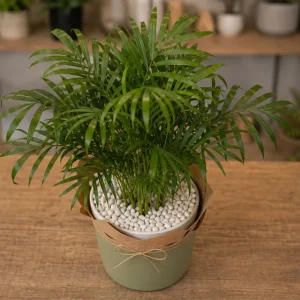 Plante De Interior Chamaedorea Mini Palm - poza 2