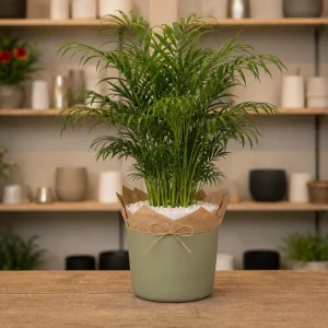 Plante De Interior Chamaedorea Mini Palm - poza 3