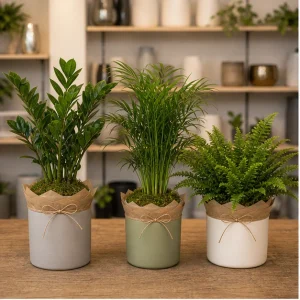 Plante De Interior Colectie Calm Living - poza 1