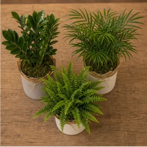 Plante De Interior Colectie Calm Living - poza 2