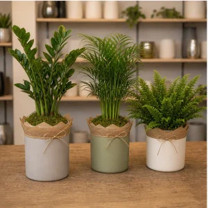 Plante De Interior Colectie Calm Living - poza 3
