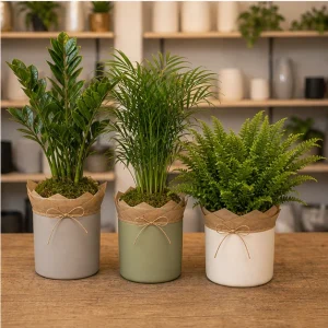 Plante De Interior Colectie Calm Living - poza 4