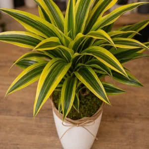 Plante De Interior Dracaena Lemon Fresh - poza 2