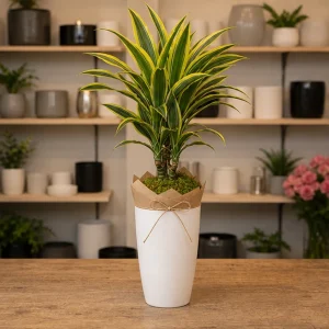 Plante De Interior Dracaena Lemon Fresh - poza 3