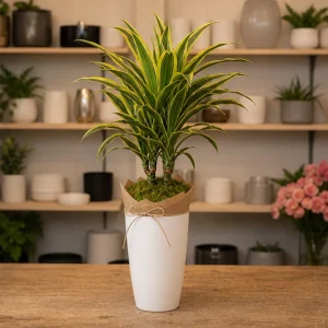 Plante De Interior Dracaena Lemon Fresh - poza 4