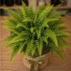 Plante De Interior Feriga Boston Airy Green - poza 2